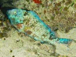 Image result for Calotomus carolinus