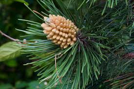 Attēlu rezultāti vaicājumam “Pinus nigra”