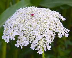 Attēlu rezultāti vaicājumam “Daucus sativus flower”