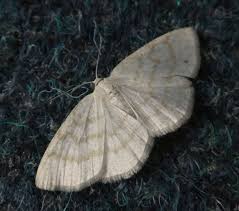 Attēlu rezultāti vaicājumam “Cabera exanthemata”