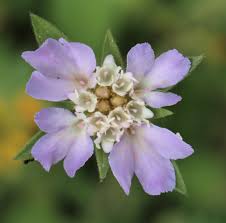 Attēlu rezultāti vaicājumam “Caprifoliaceae”
