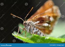 Attēlu rezultāti vaicājumam “Bupalus piniaria female”