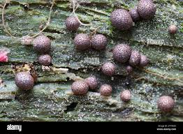 Attēlu rezultāti vaicājumam “Lycogala cf. oleocrystalliferum young”