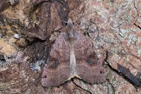 Attēlu rezultāti vaicājumam “Xestia baja”