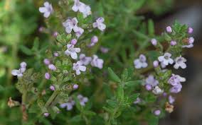 Image result for Thymian