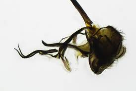 Attēlu rezultāti vaicājumam “Phytomyza minuscula”