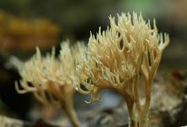 Attēlu rezultāti vaicājumam “Lentaria”