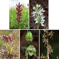 Attēlu rezultāti vaicājumam “Dactylorhiza russowii bud”