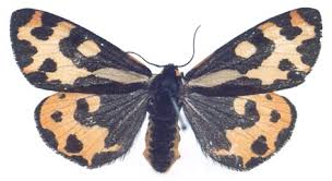 Attēlu rezultāti vaicājumam “Parasemia plantaginis”