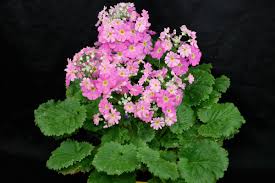 Image result for Primula malacoides