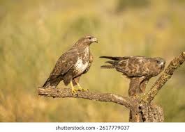 Attēlu rezultāti vaicājumam “Buteo buteo”