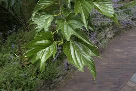 Attēlu rezultāti vaicājumam “Morus alba leaf”