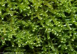 Attēlu rezultāti vaicājumam “Neckera complanata sporophyte”