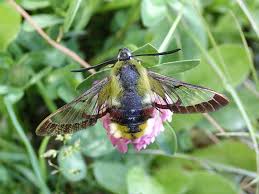Attēlu rezultāti vaicājumam “Hemaris fuciformis”
