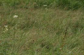 Attēlu rezultāti vaicājumam “Cnidium dubium leaf”
