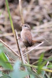 Attēlu rezultāti vaicājumam “Troglodytes troglodytes”