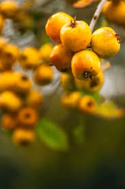 Attēlu rezultāti vaicājumam “Crataegus macracantha fruit”