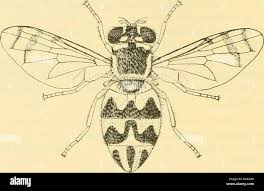 Attēlu rezultāti vaicājumam “Brachycera”