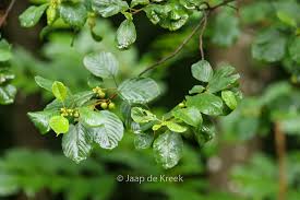 Attēlu rezultāti vaicājumam “Rhamnus cathartica leaf”