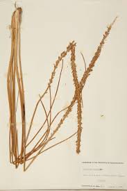 Attēlu rezultāti vaicājumam “Juncaginaceae”