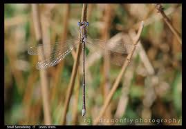 Attēlu rezultāti vaicājumam “Lestes virens”