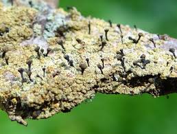 Attēlu rezultāti vaicājumam “Chaenotheca furfuracea”