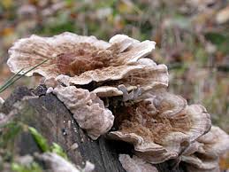 Attēlu rezultāti vaicājumam “Trametes ochracea”