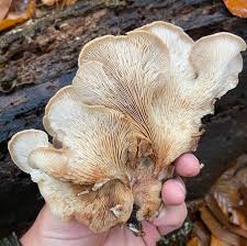 Attēlu rezultāti vaicājumam “Lentinellus ursinus”