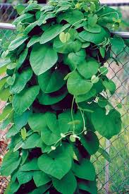 Attēlu rezultāti vaicājumam “Aristolochia durior flower”