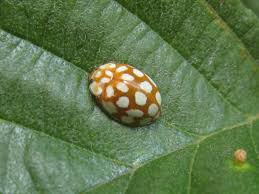 Attēlu rezultāti vaicājumam “Sospita vigintiguttata”