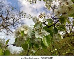 Attēlu rezultāti vaicājumam “Pyrus pyraster leaf”