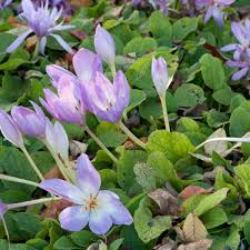 Image result for Herbstzeitlose