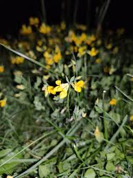Attēlu rezultāti vaicājumam “Lotus corniculatus flower”