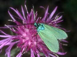 Attēlu rezultāti vaicājumam “Adscita statices”