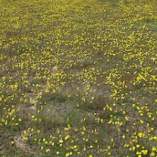 Attēlu rezultāti vaicājumam “Pilosella officinarum bud”