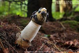 Attēlu rezultāti vaicājumam “Phallus impudicus”