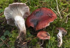 Attēlu rezultāti vaicājumam “Gomphidius roseus”