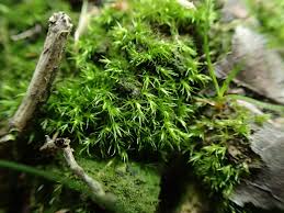 Attēlu rezultāti vaicājumam “Dicranella staphylina”