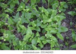 Attēlu rezultāti vaicājumam “Maianthemum bifolium bud”