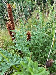 Attēlu rezultāti vaicājumam “Orobanche elatior bud”