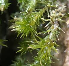 Attēlu rezultāti vaicājumam “Eucladium verticillatum”