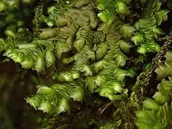 Attēlu rezultāti vaicājumam “Frullania dilatata”