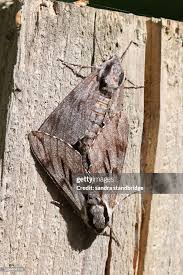 Attēlu rezultāti vaicājumam “Sphinx pinastri”