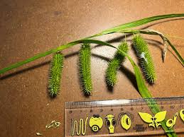 Attēlu rezultāti vaicājumam “Carex pseudocyperus female flower”