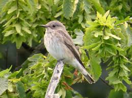 Attēlu rezultāti vaicājumam “Muscicapidae”