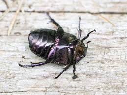 Attēlu rezultāti vaicājumam “Potosia cuprea”