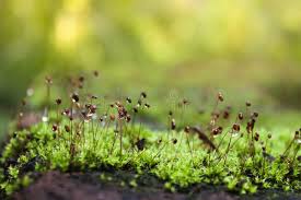 Attēlu rezultāti vaicājumam “Pogonatum dentatum macro”