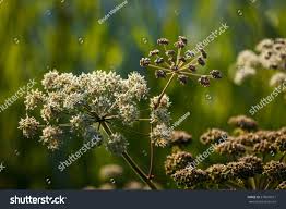 Attēlu rezultāti vaicājumam “Angelica palustris flower”