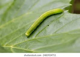 Attēlu rezultāti vaicājumam “Phlogophora meticulosa”