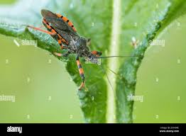 Attēlu rezultāti vaicājumam “Rhynocoris annulatus nymph”